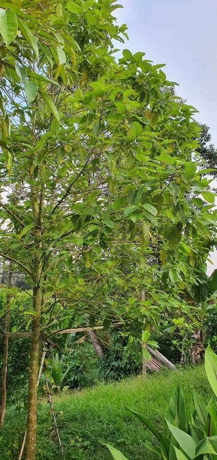 Mitragyna 5