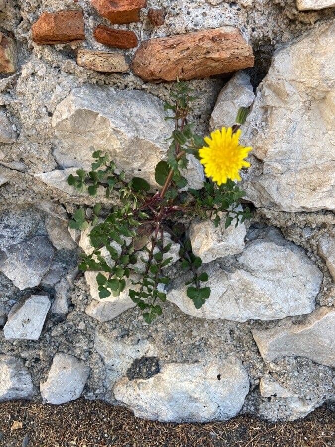 Crespigno sfrangiato 13