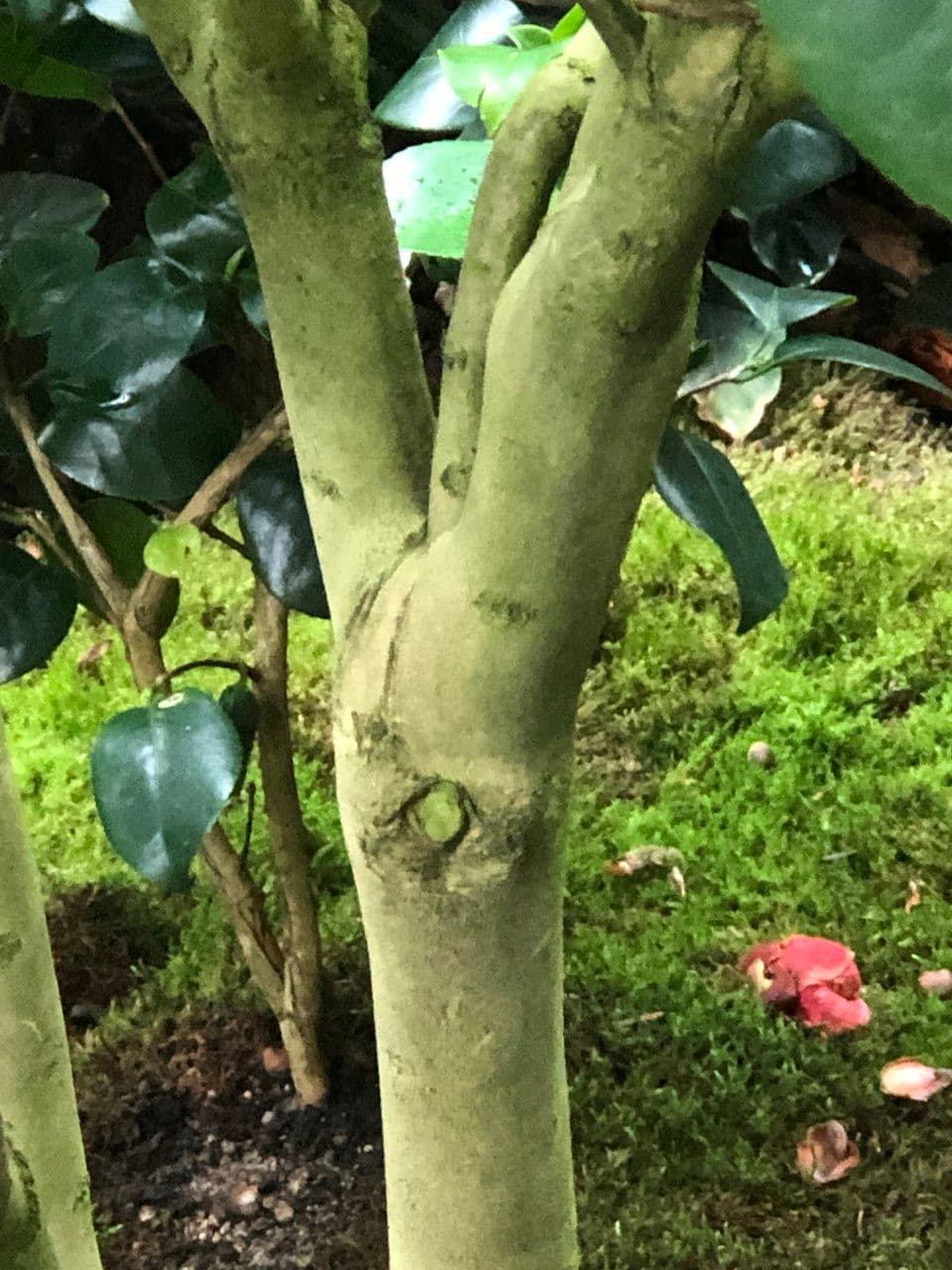 Camelia oleifera 23
