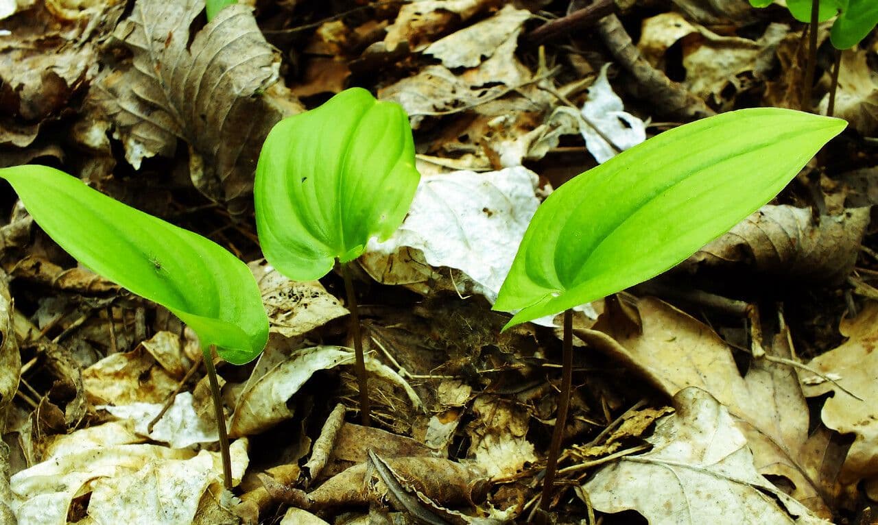 Maianthemum dilatatum 3