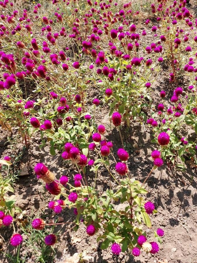 Gomphrena globuleuse 12