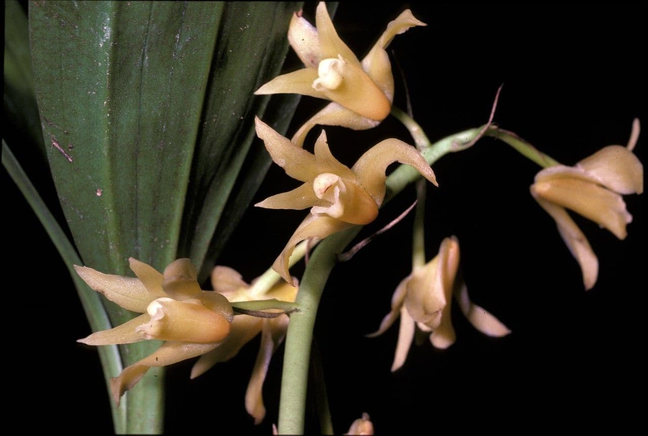 Xylobium 2
