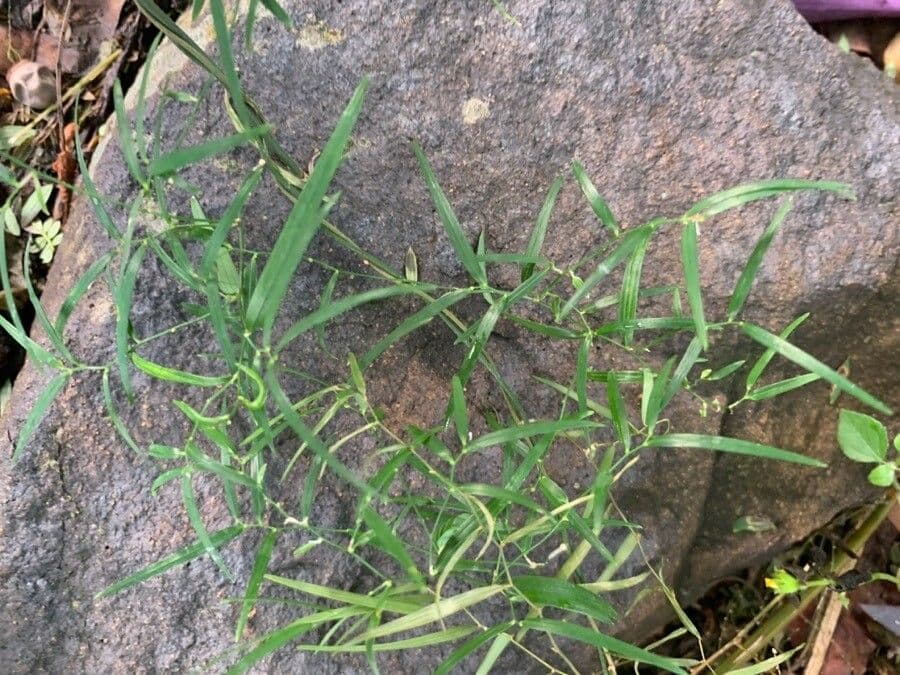 Geitonoplesium cymosum 6
