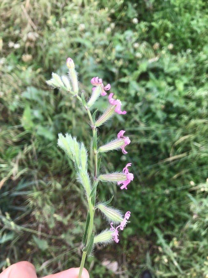 Silene bellidifolia 6