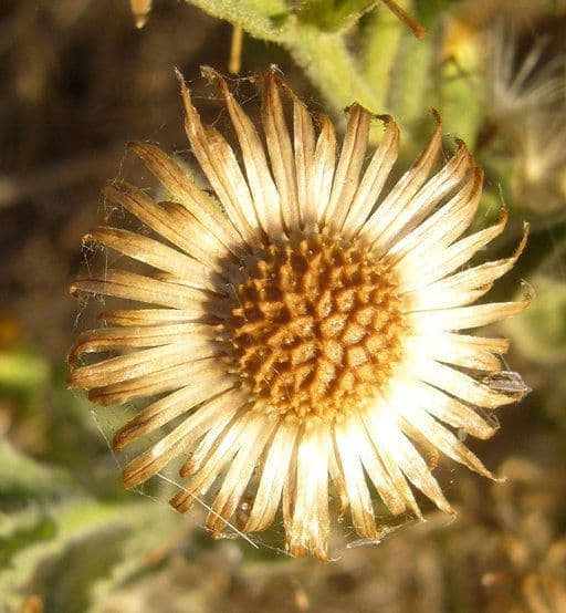 Eteroteca grandiflora 2