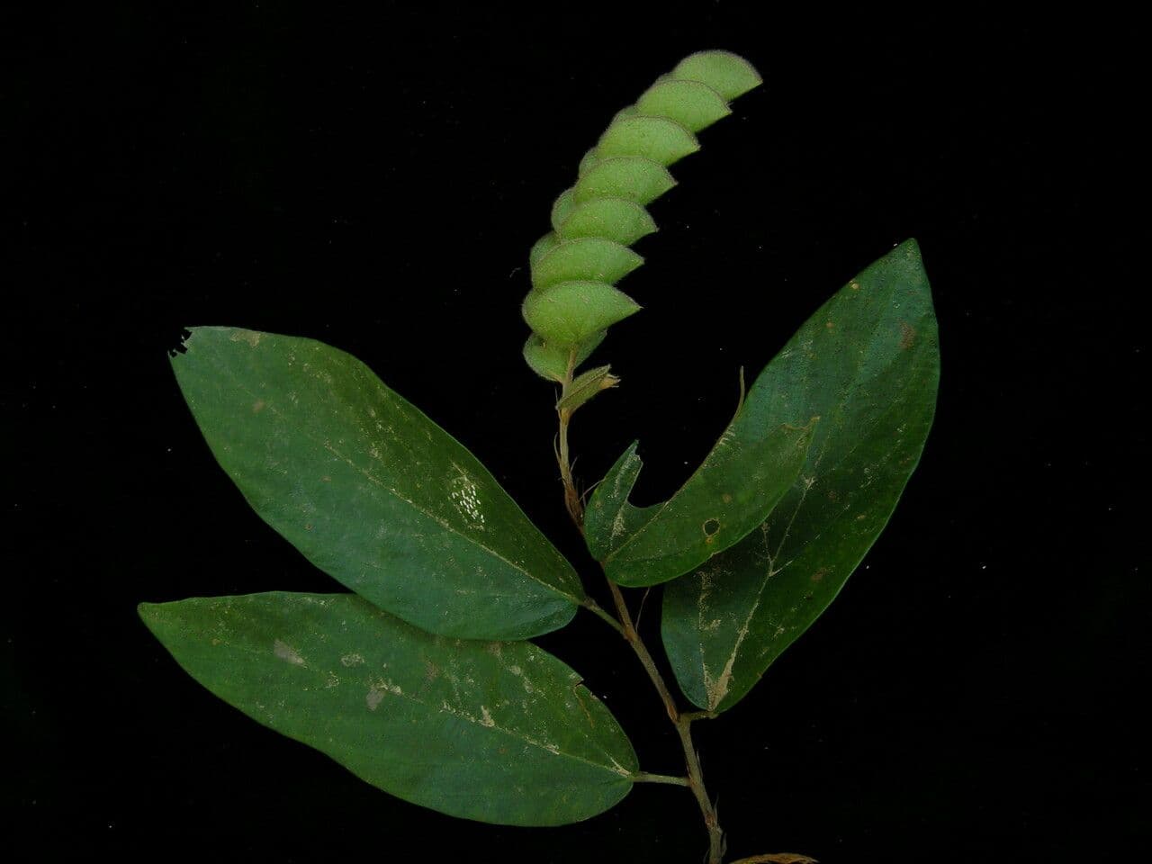 Flemingia strobilifera 15