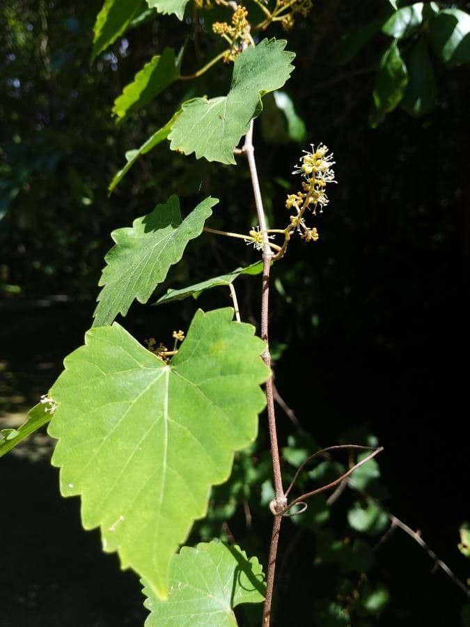 Vite rotondifolia 7