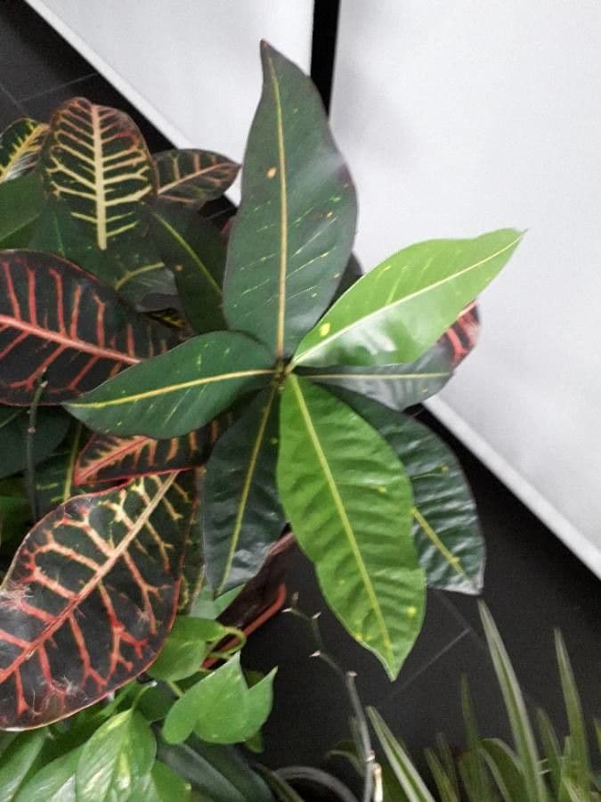 Croton variegato 16