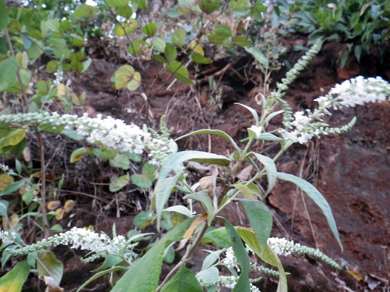 Buddleja asiática 11