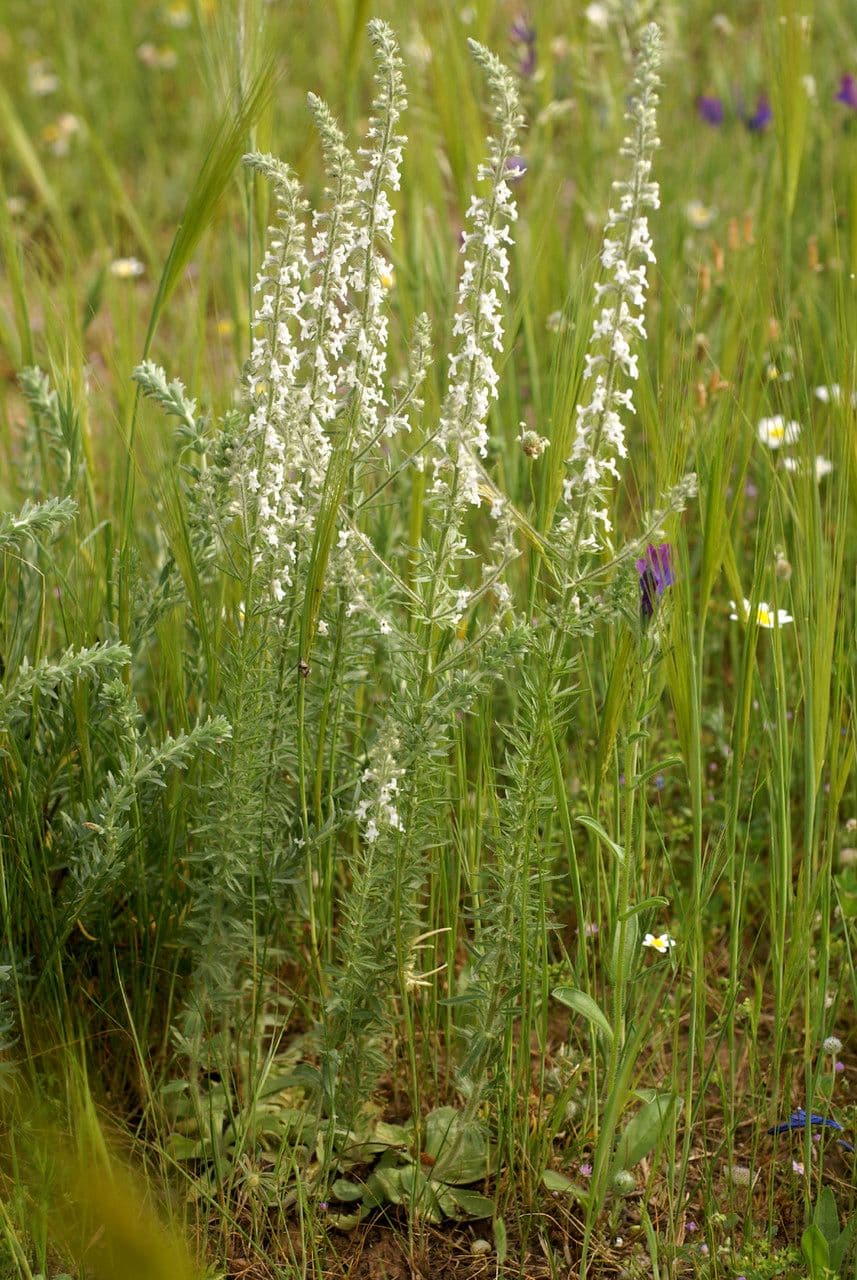 Anarrhinum 6