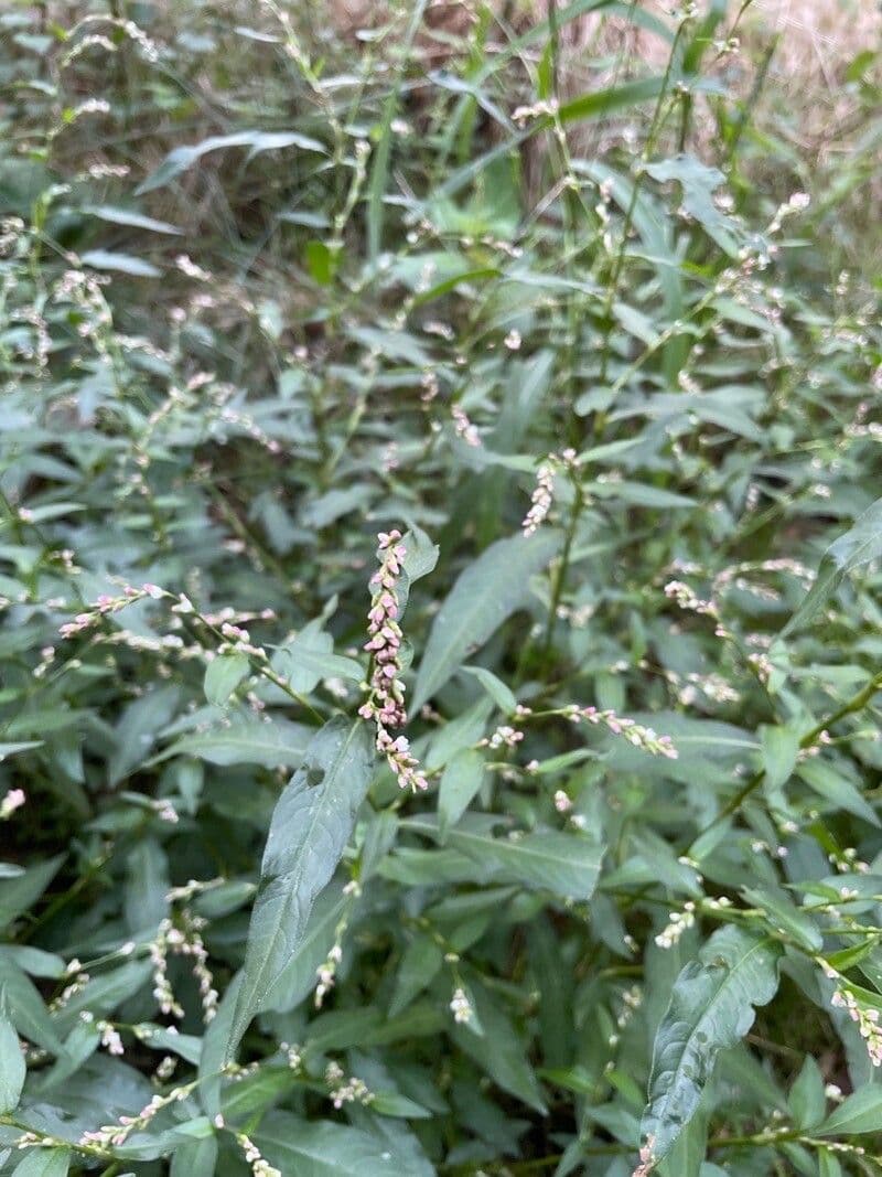 Wasserpfeffer 9