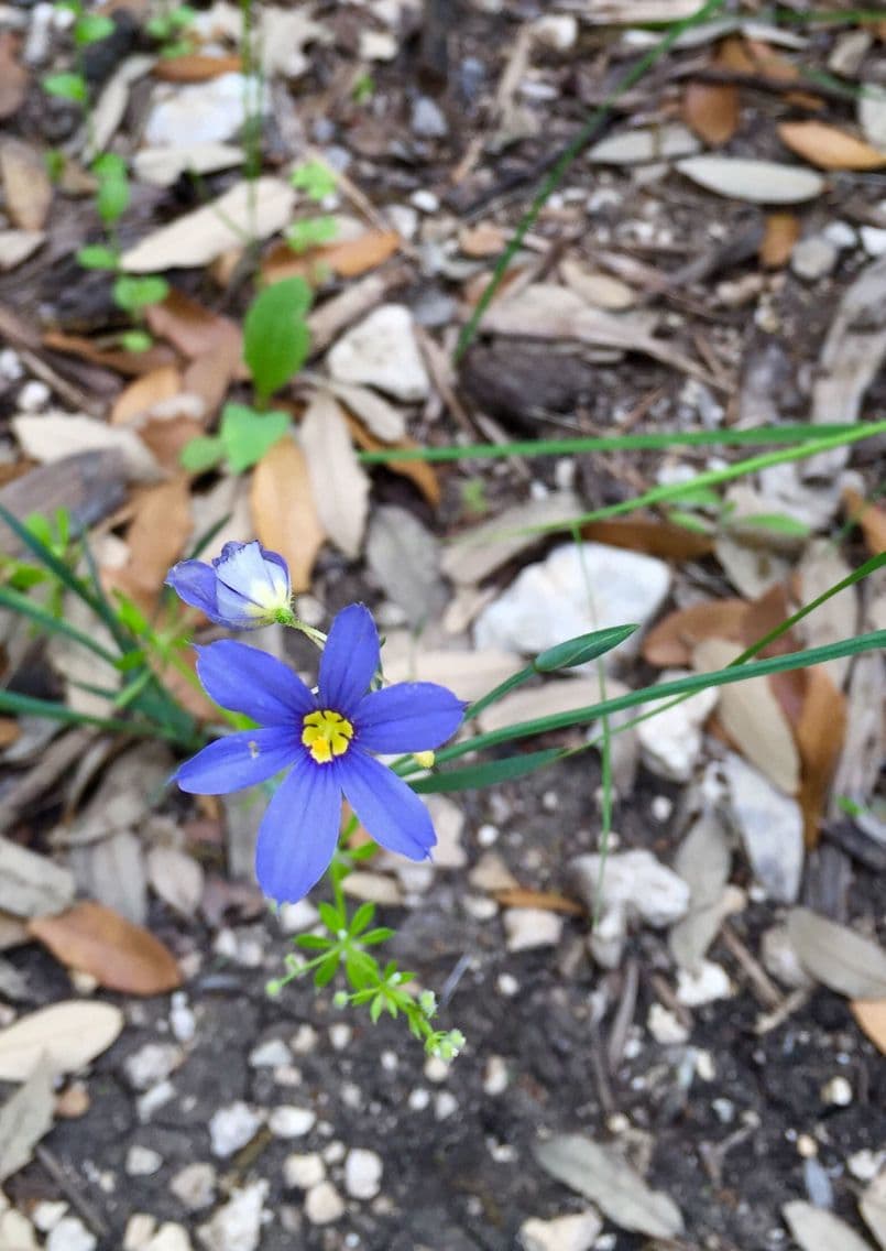 Blaublüten 7