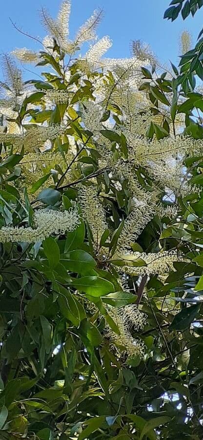 Buckinghamia 4