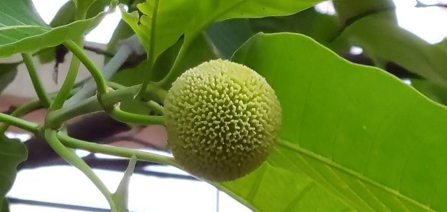 Kadamba 3