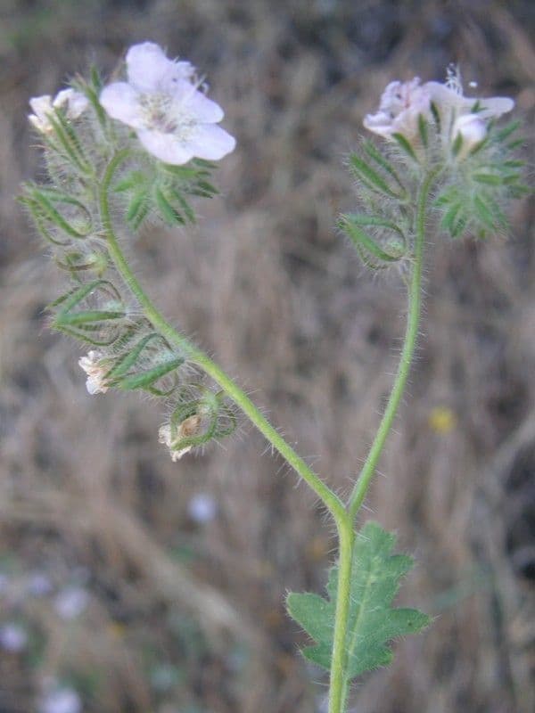 Phacelia cicutaria 12