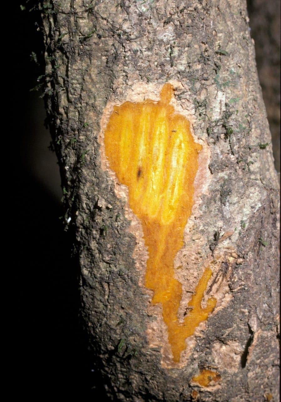 Coscinium