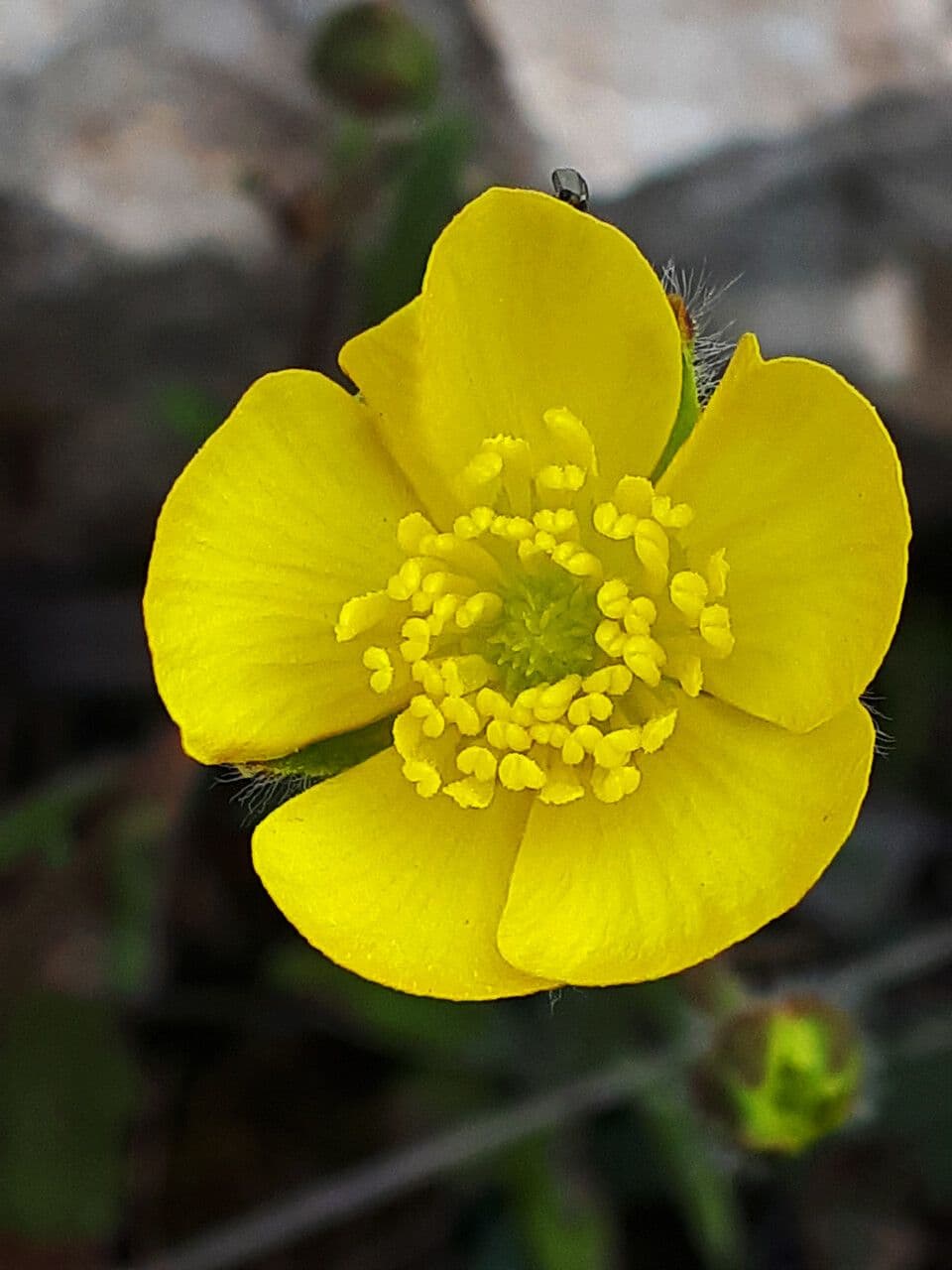 Ranunculus sprunerianus
