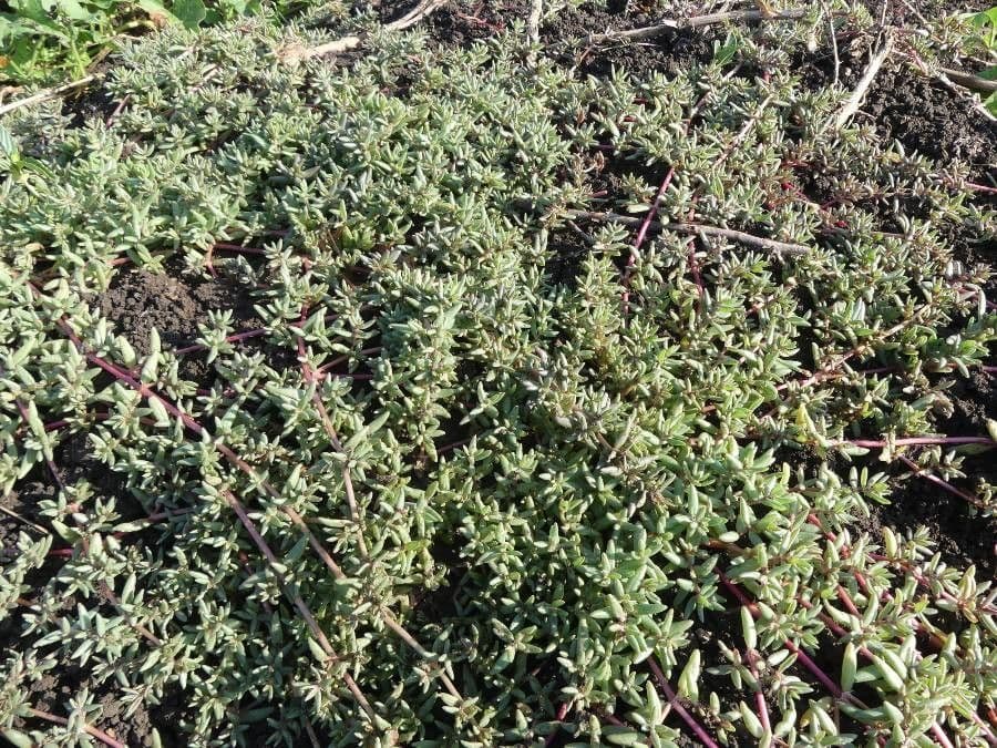 Portulaca foliosa 5