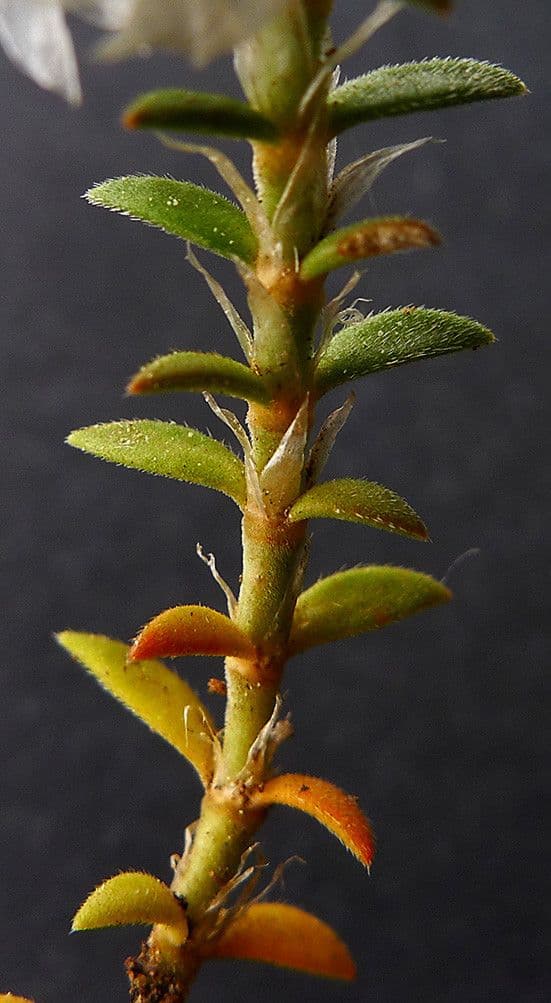 Paronychia capitata 20