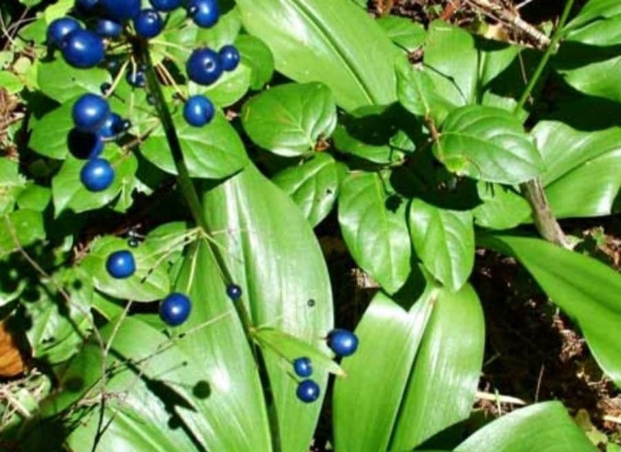 Klintonia 3