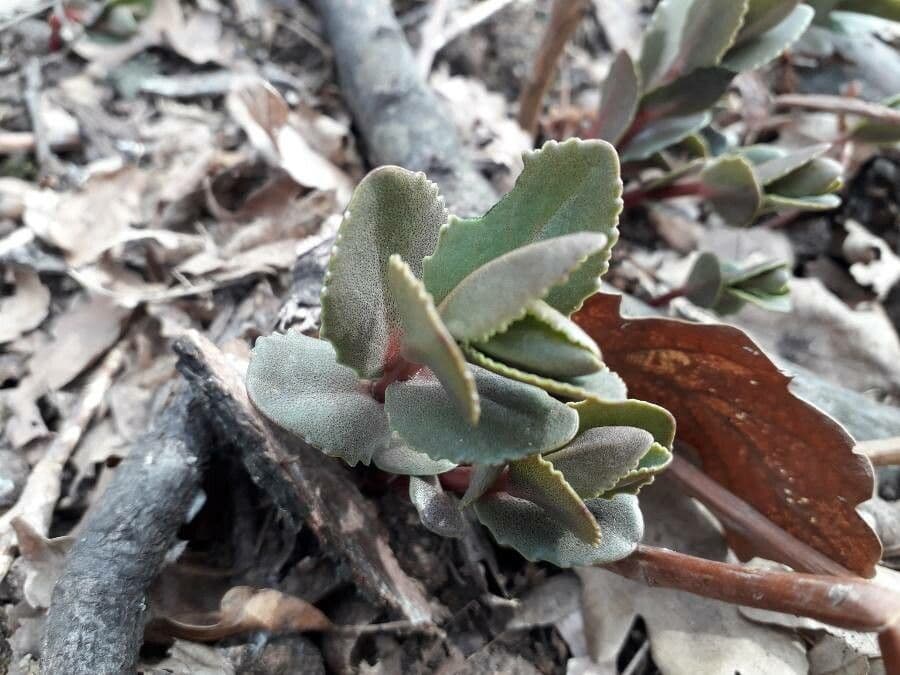 Kalanchoe 4