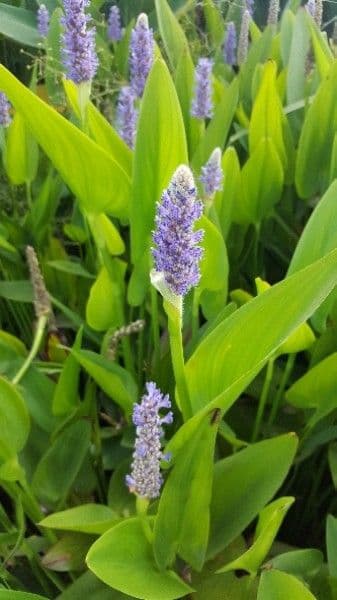 Pontederia 6
