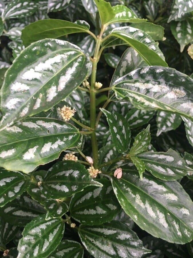 Pilea 4