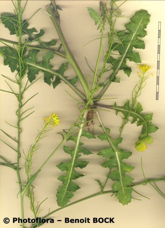 Erba perla d'Austria 24