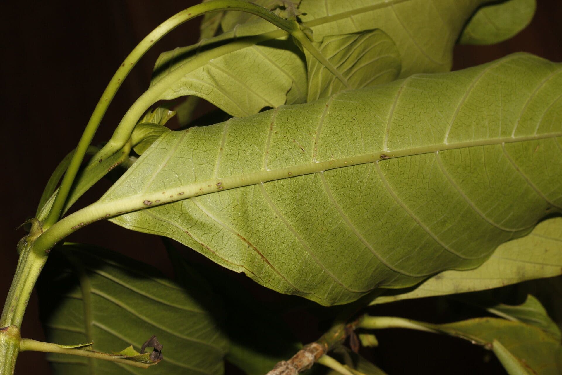 Morinda 3
