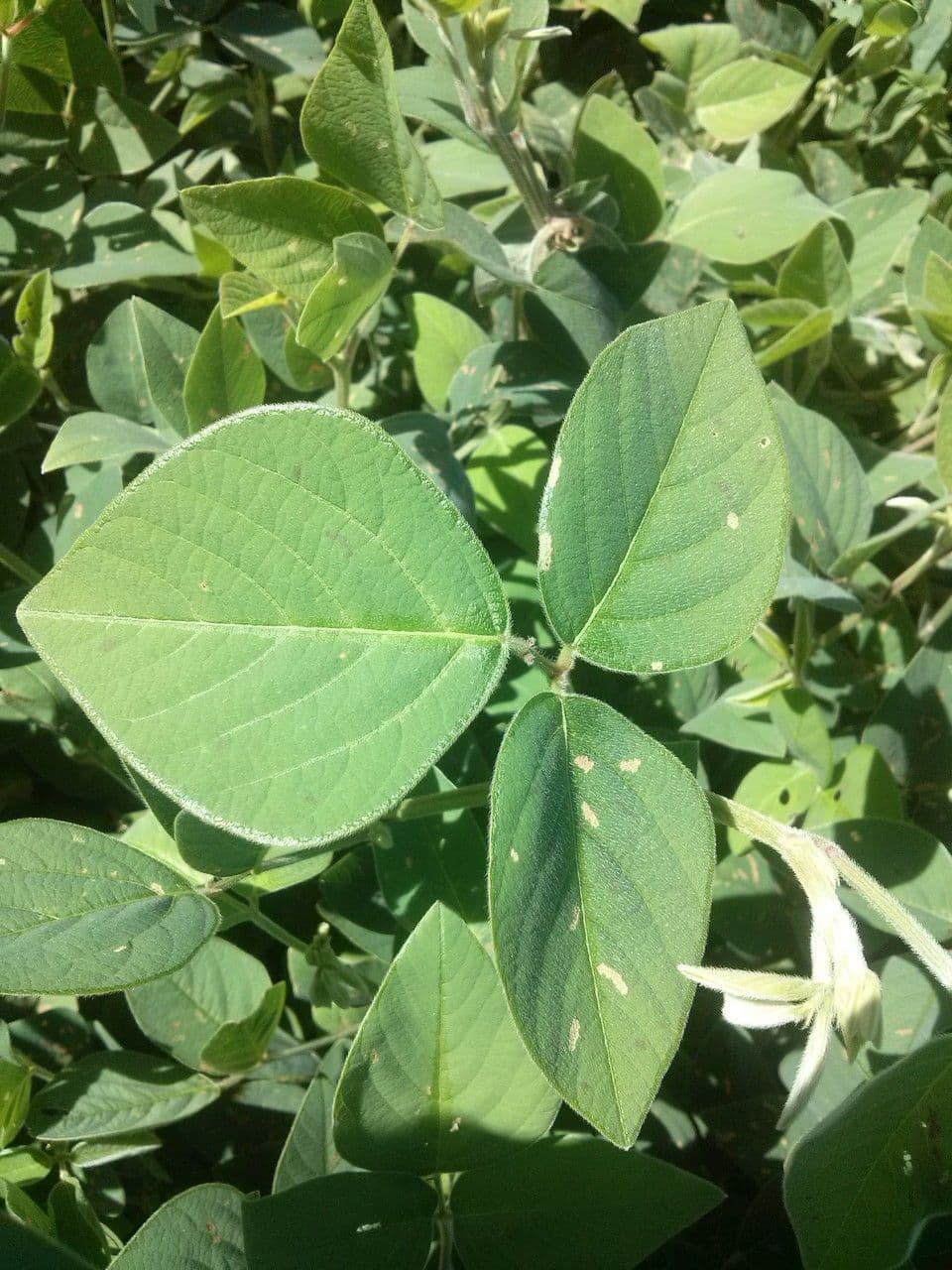 Desmodium 13