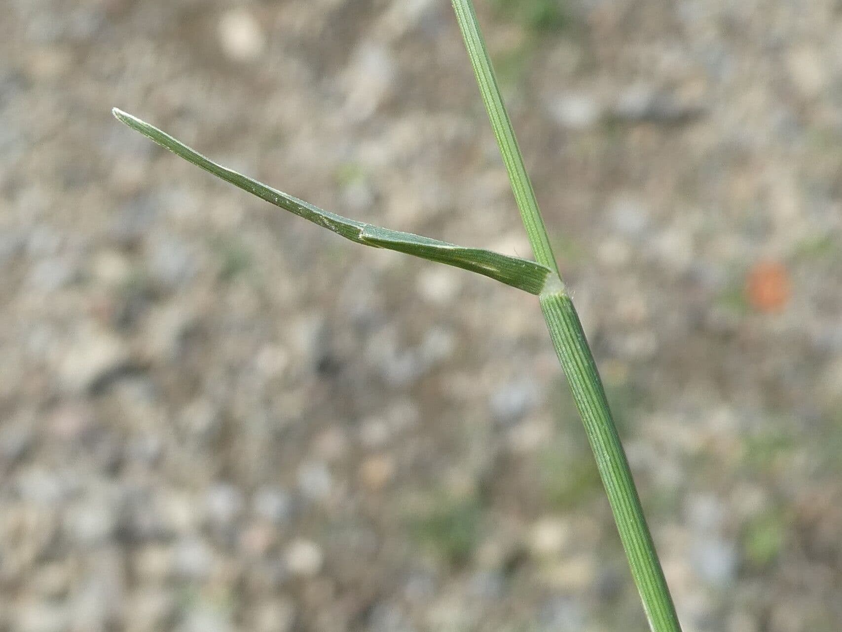Éleusine à trois épillets 16