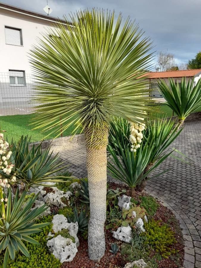 Yucca rostrata 15
