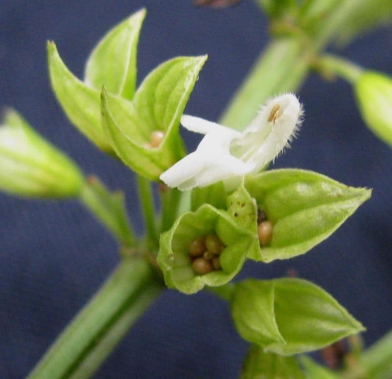 Salvia 5