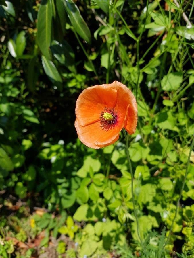 Saat-Mohn 8