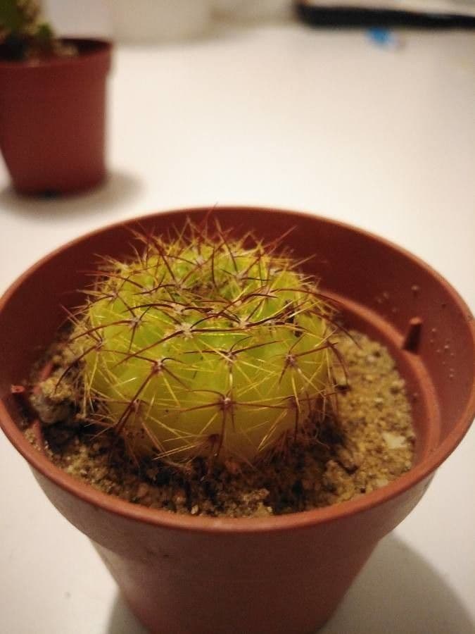 Melocactus 14