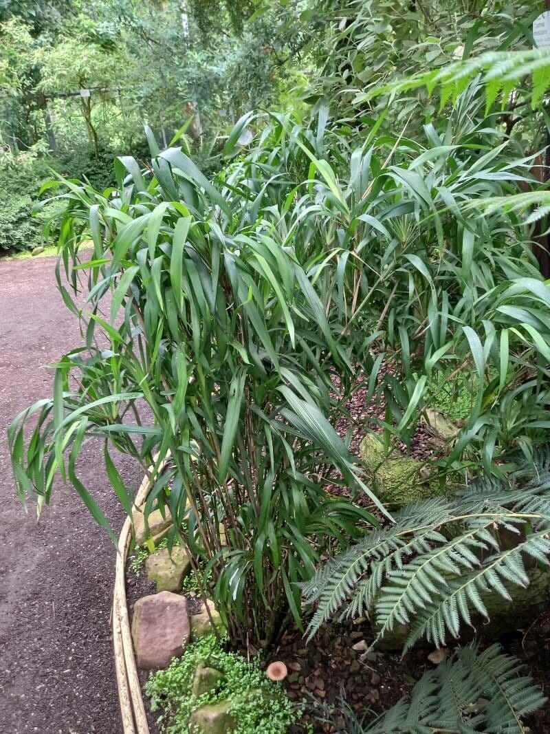 Dianella tasmanská 9