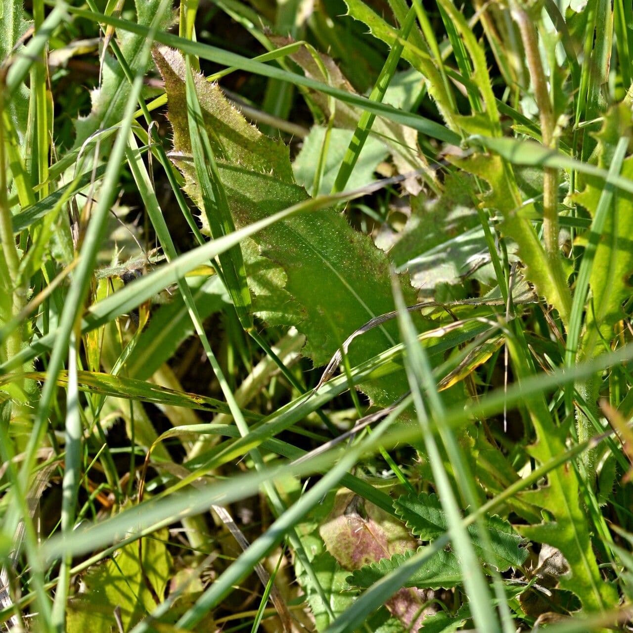 Graue Distel 11