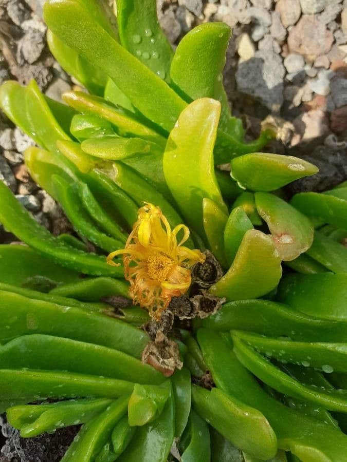 Glottiphyllum