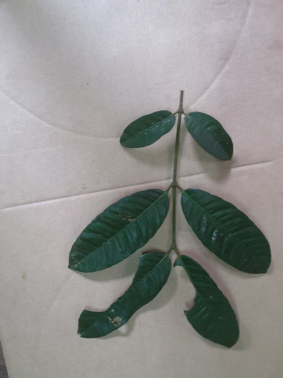 Bentham-Garcinia 2