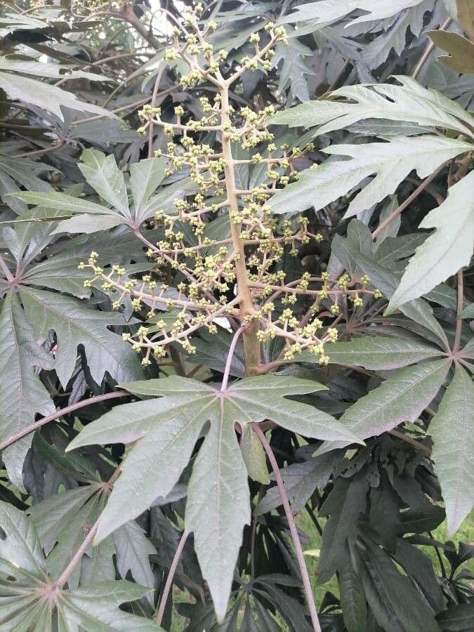 Oreopanax 7