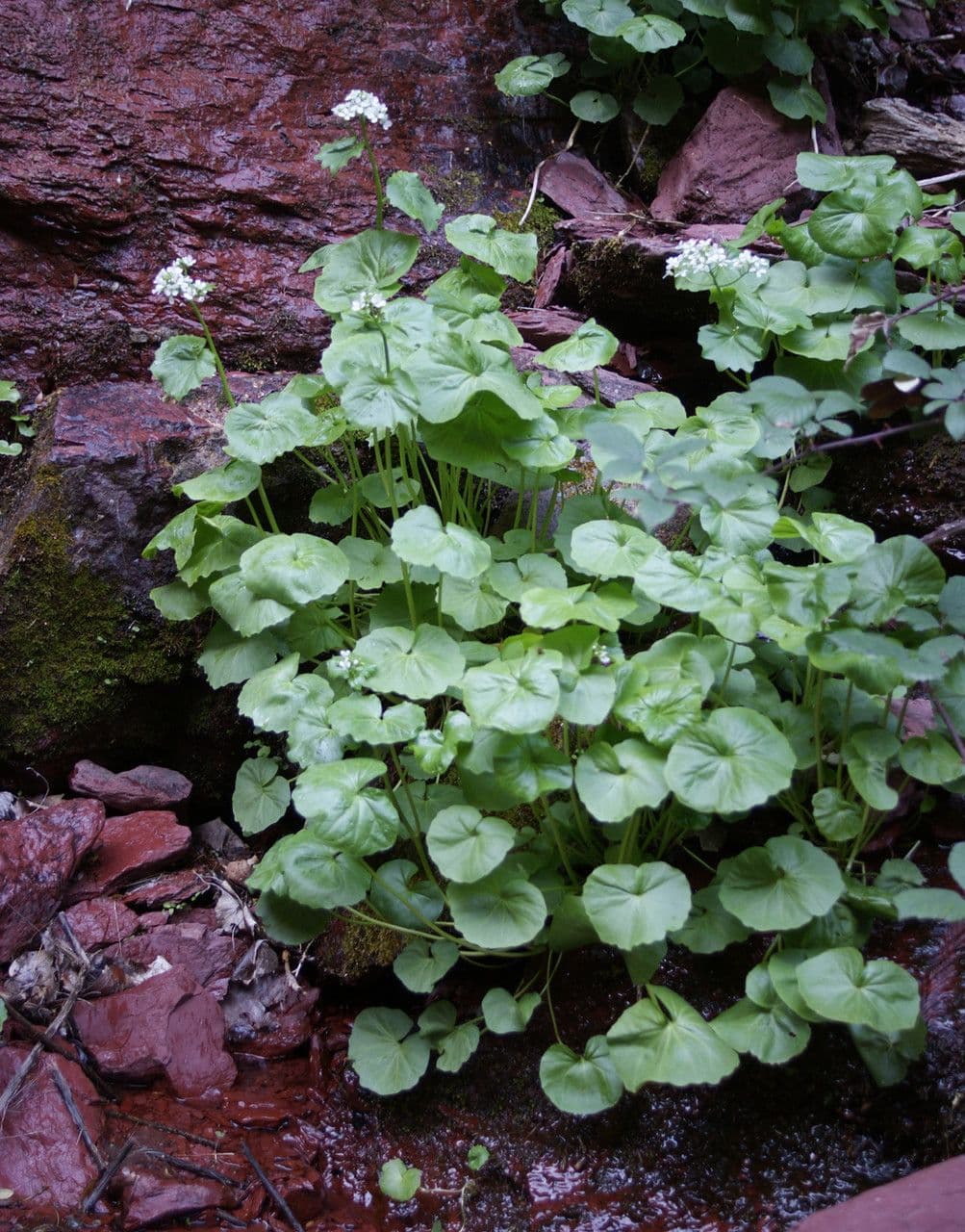Gadia asarifolia 13