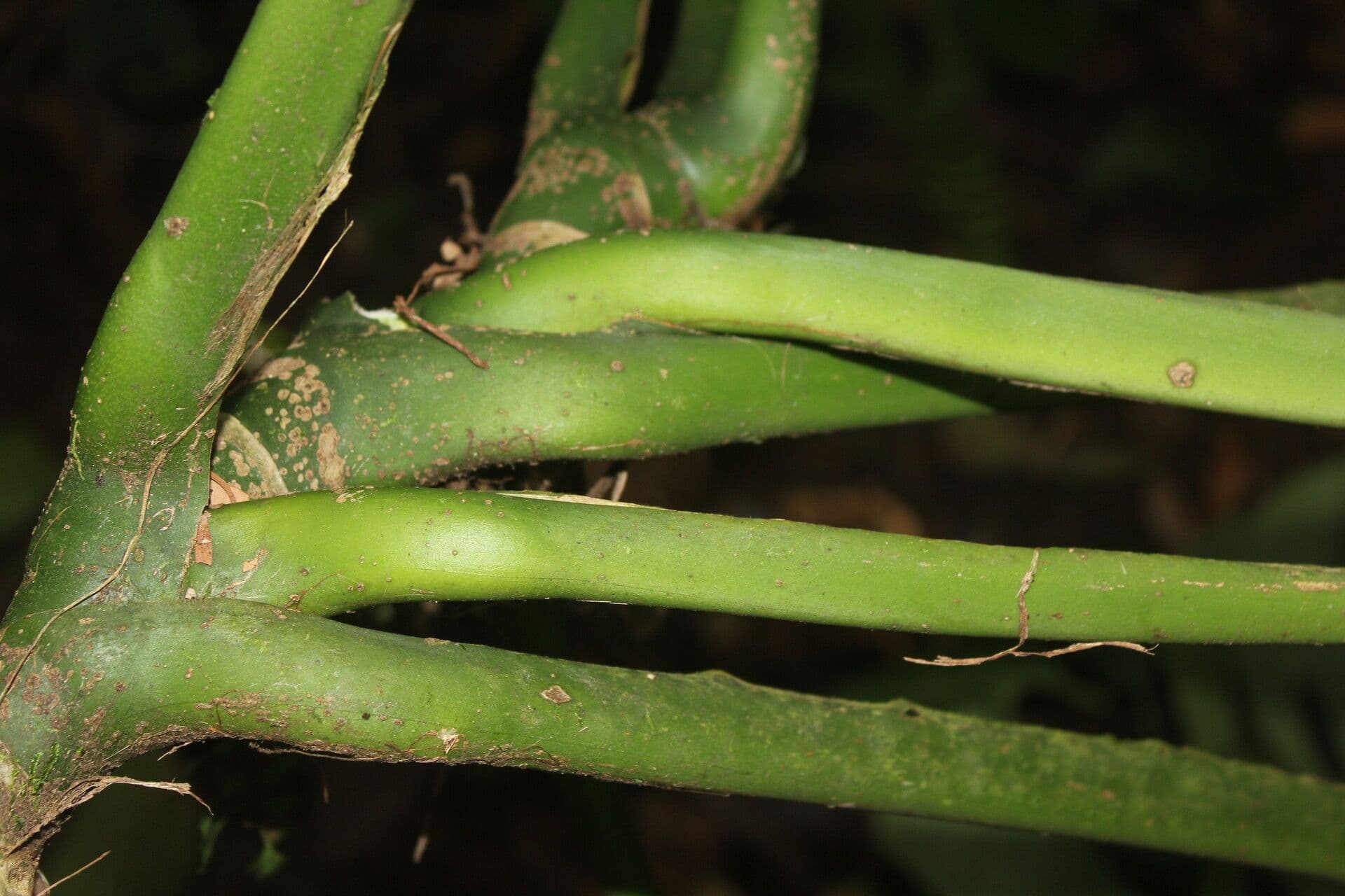 Berg-Monstera 11