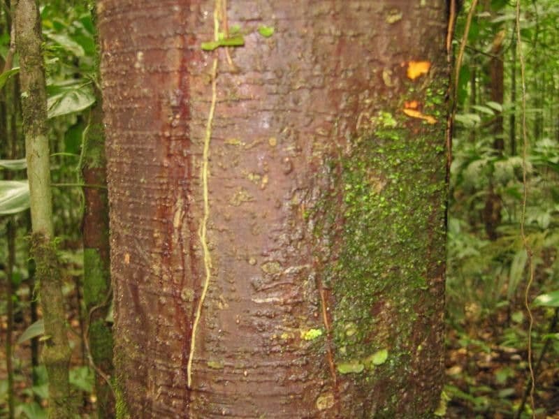 Eschweilera collinare 4