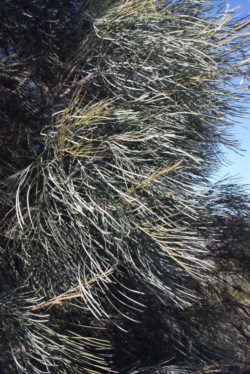 Grevillea 13