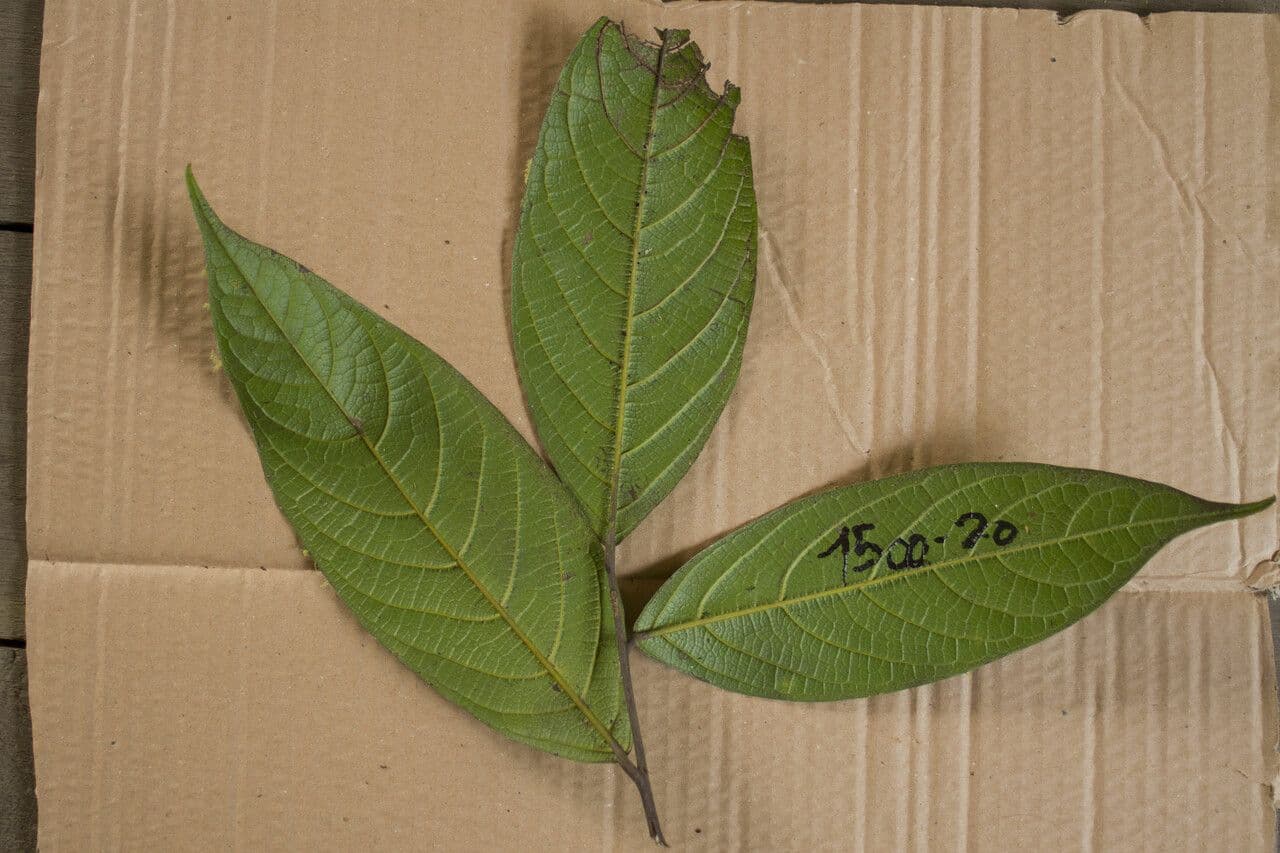 Ocotea 6