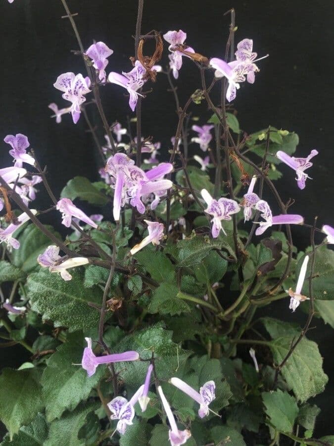 Plectranthus 5