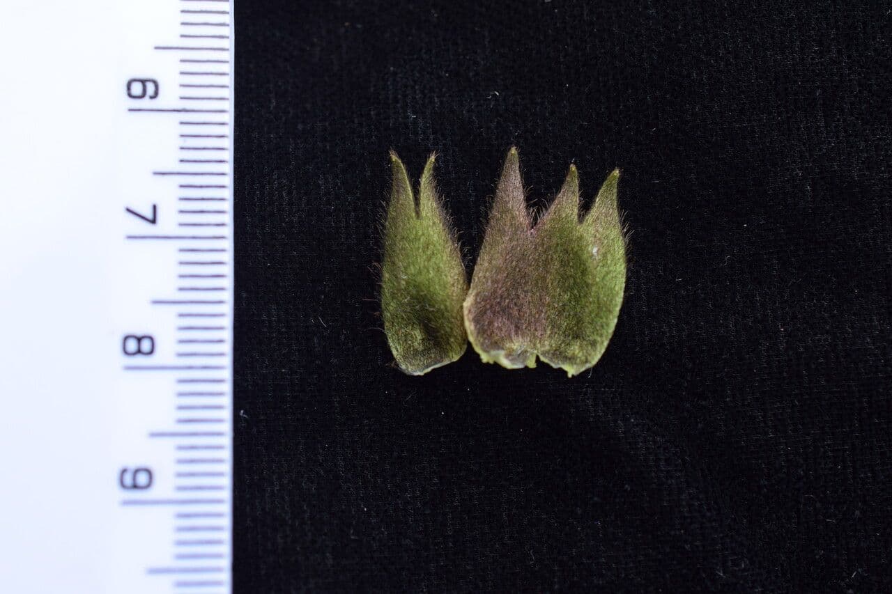Cyananthus 10