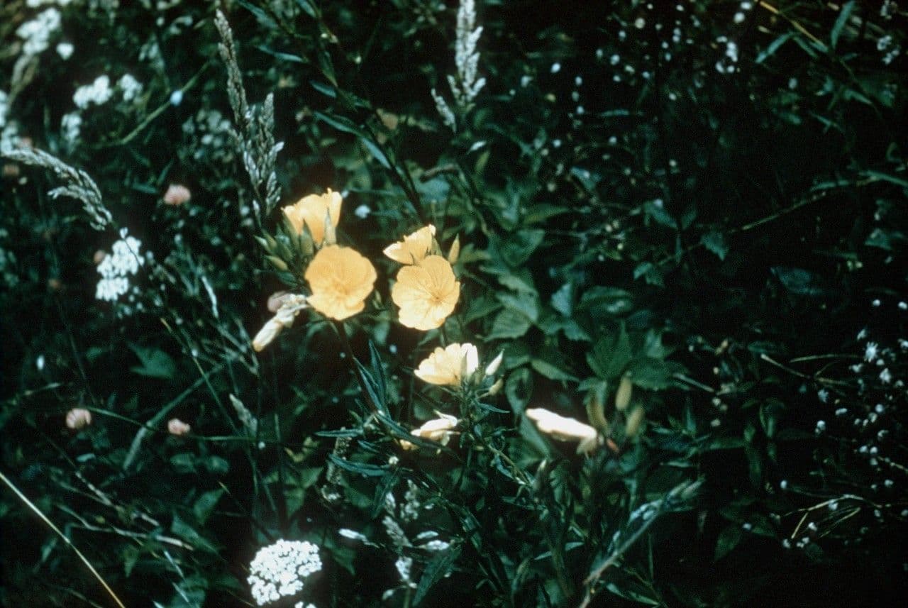 Onagra arbustiva 2