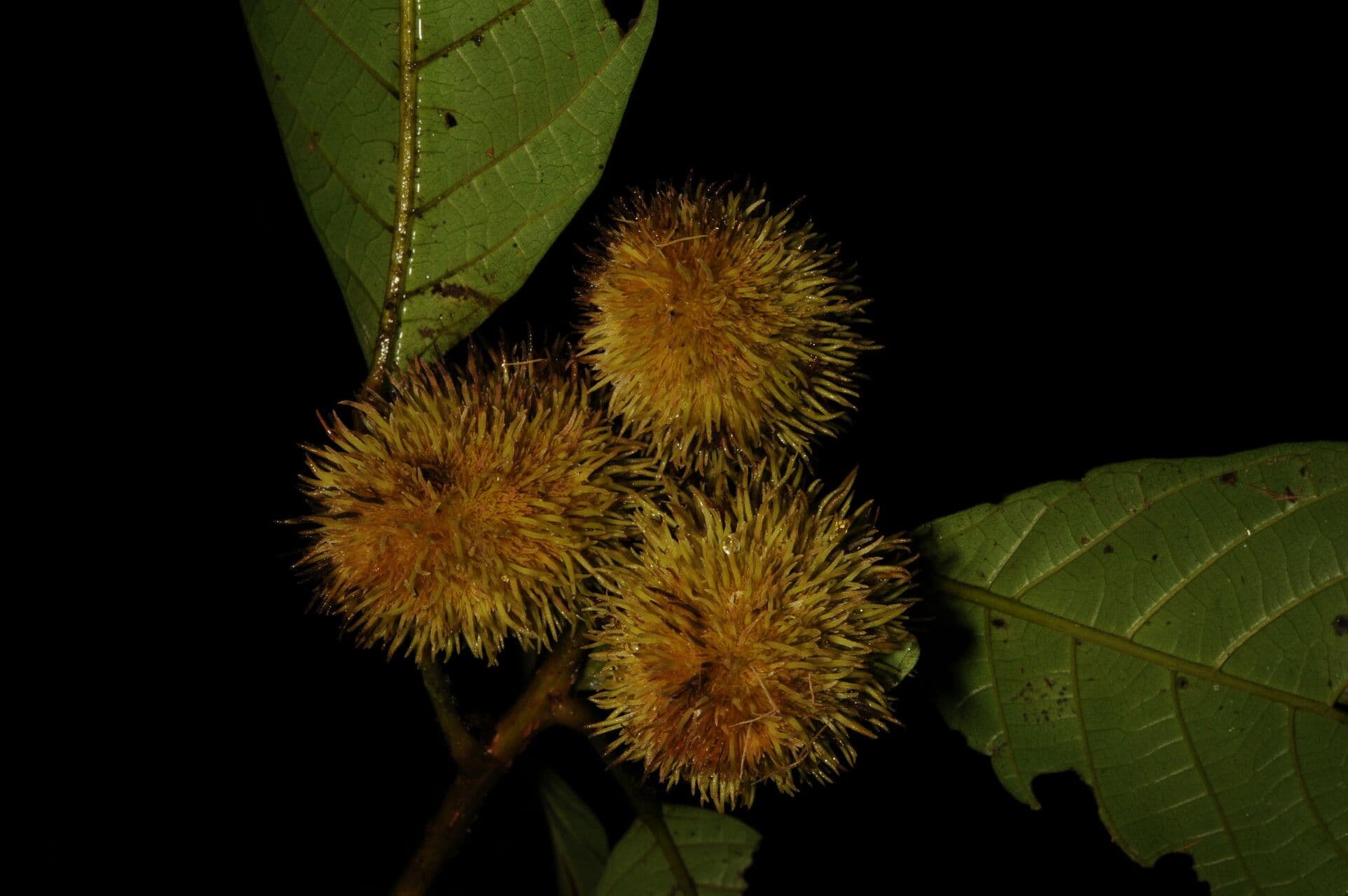 Buche Sloanea 2