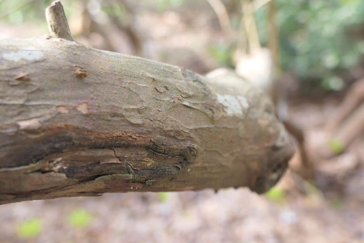 Clethra 3